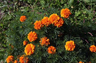 İnanılmaz çiçeklere yakın.