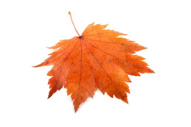 Parlak sonbahar yapraklarını kapatın.