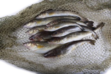 İnternette safran morina balığı