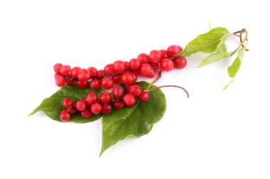 Schisandra Chinensis beyazı izole etti