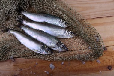 İnternette ringa balığı. Yakalayın