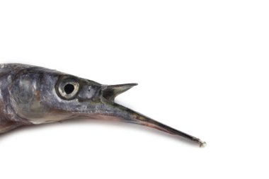 Garfish beyazda izole edilmiş.