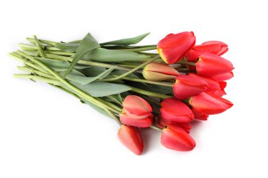 Beyaz arkaplanda kırmızı laleler izole edildi