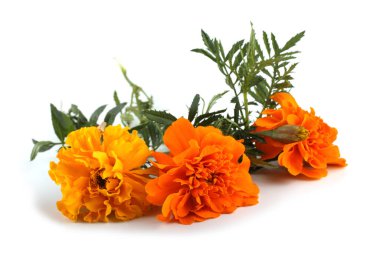 beyaz arkaplanda izole edilmiş kadife çiçekleri