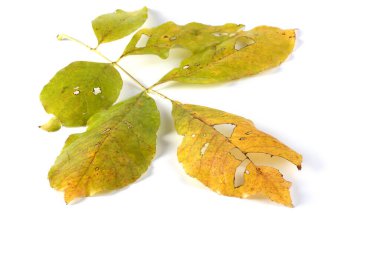 sonbahar yaprakları beyaz arkaplanda izole