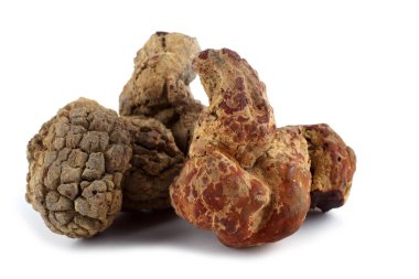 Antik dinozor dışkısı fosili