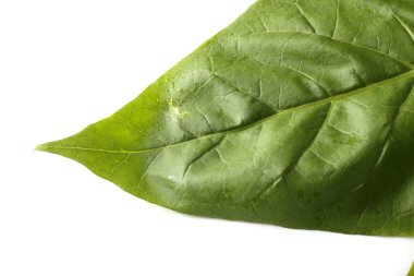 Tütün yaprağı beyaza izole edilmiş