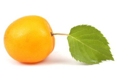 Beyaz arka planda taze kayısılar