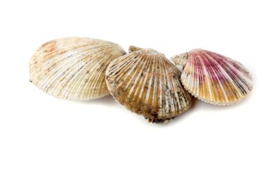 Scallops beyaz üzerine izole