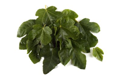 İncir yaprakları beyaz üzerine izole