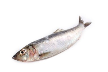 Pasifik ringaları beyaz renkte izole edildi