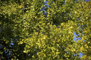 Sonbahar ginkgo ağacı. Antik bitki, yaşayan fosil.
