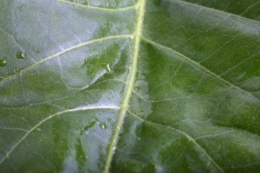 Tütün yaprağı arka planı. Makro