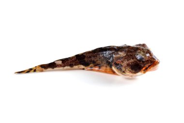 Beyaz arkaplanda yalıtılmış Goby balığı