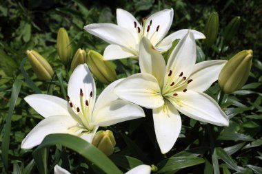 İnanılmaz çiçeklere yakın.