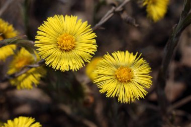 Büyüyen coltsfoot (Tussilago farfara)