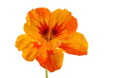 Büyüyen nasturtiyum beyazda izole edilmiş.