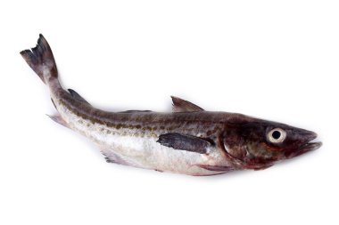 Beyaz arkaplanda Pollock