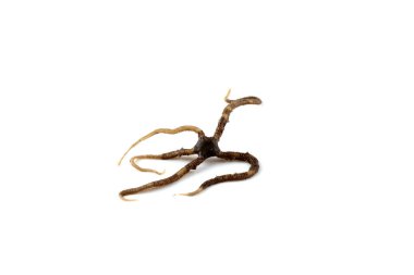 Ophiuroidea beyaz (Amphipholis kochii) üzerinde izole edilmiştir. Deniz hayvanı.