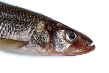 Gökkuşağı eritilmiş (Osmerus mordax) beyaz üzerine izole edilmiş