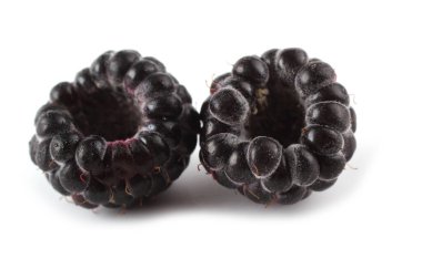 Beyaz üzerine izole edilmiş iki siyah ahududu (Rubus occidentalis)