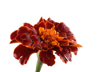 Marigold çiçeği beyaz arkaplanda izole edilmiş.