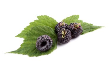 Black raspberries (Rubus occidentalis) and leaf isolated on white clipart