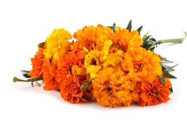 beyaz arkaplanda izole edilmiş kadife çiçekleri