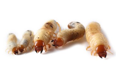 Chafer larvası beyaza izole edilmiş.