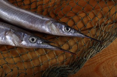 Ağda süs balığı. Yakalayın