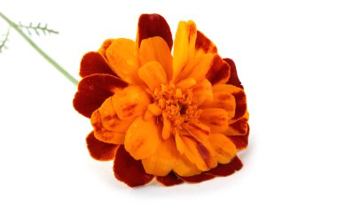Marigold çiçeği beyaz arkaplanda izole edilmiş.