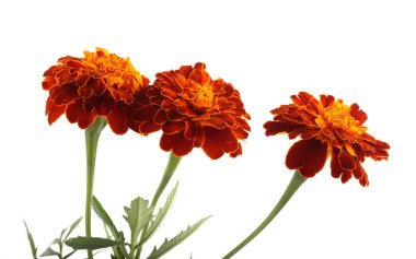 beyaz arkaplanda izole edilmiş kadife çiçekleri