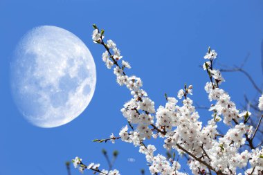 Erik çiçeği ve büyük fantastik ay. Sakura