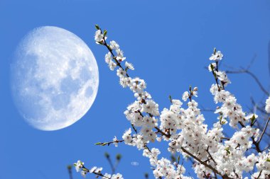 Plum blossom and big fantastic Moon. Sakura clipart