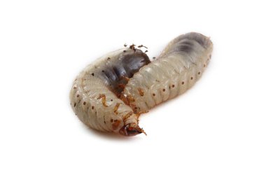 Yeşil gül chafer larvası. Yararlı bir böcek. Larvalar toprağı geliştirir (geri dönüşüm organikleri)