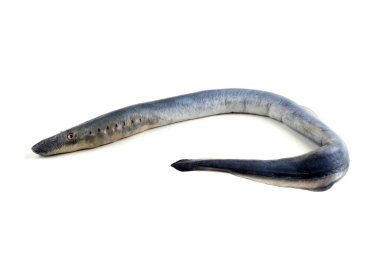 Lamprey balığı. - Vampir. Balık kanı içiyor. Bu balık çok lezzetli.