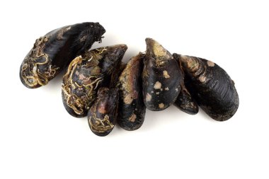 Beyazlar üzerinde yalıtılmış midyeler