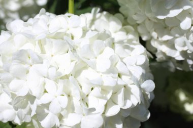 Buldenezh çiçeği. Beyaz çiçekler