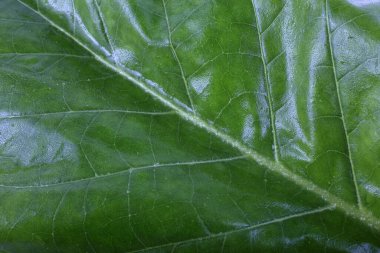 Tütün yaprağı arka planı. Makro