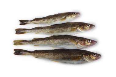 Safran morina balığı beyazda izole edilmiş.