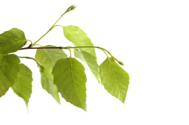 Sonbahar huş yaprakları beyaz arkaplanda yalıtılmış