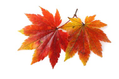 Parlak sonbahar yapraklarını kapatın.