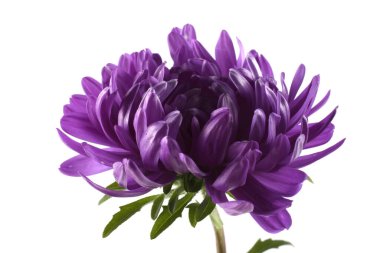 Violet aster beyazda izole edilmiş