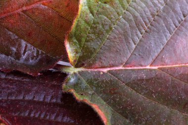 Sonbahar yapraklı makro shot 'ı. Desenli arkaplan