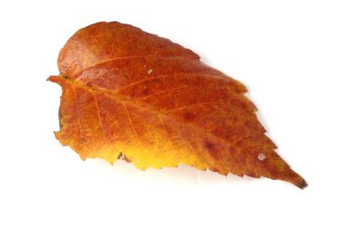 Beyaz arkaplanda izole edilmiş ağaç yaprakları