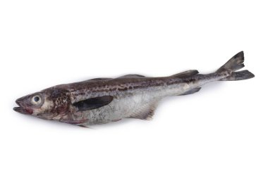 Beyaz arkaplanda Pollock