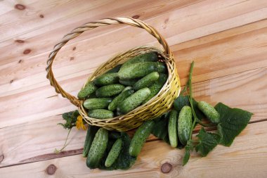 Salatalıklar masaya. Ülke biçimi