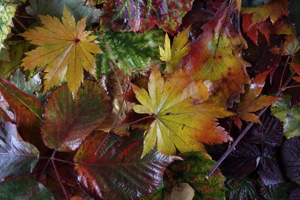 Düşen Sonbahar Yapraklarını Kapatın — Stok fotoğraf