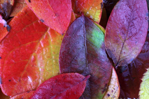 Nahaufnahme Von Abgefallenen Herbstblättern — Stockfoto