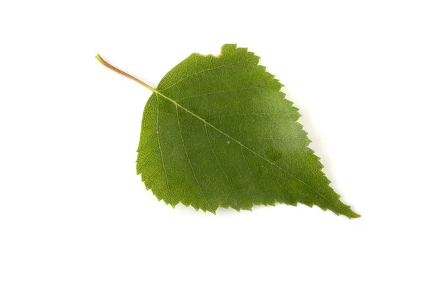 Grønne Blader Isolert Hvit Bakgrunn – stockfoto